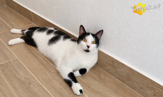 Katze Elvis (Foto by Tiereck.at - Lavanttaler Tierhilfe)