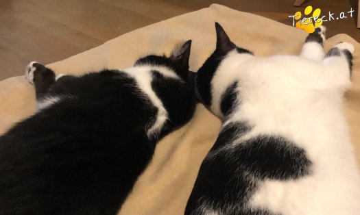Katze Elvis (Foto by Tiereck.at - Lavanttaler Tierhilfe)