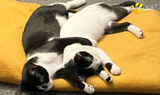 Katze Elvis (Foto by Tiereck.at - Lavanttaler Tierhilfe)