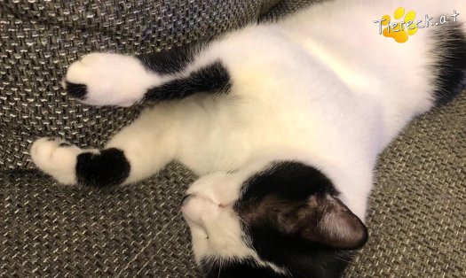 Katze Elvis (Foto by Tiereck.at - Lavanttaler Tierhilfe)