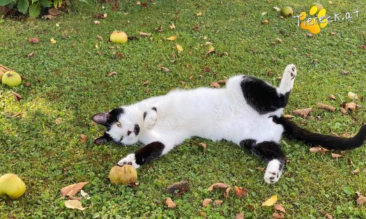 Katze Elvis (Foto by Tiereck.at - Lavanttaler Tierhilfe)