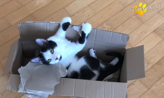 Katze Elvis (Foto by Tiereck.at - Lavanttaler Tierhilfe)