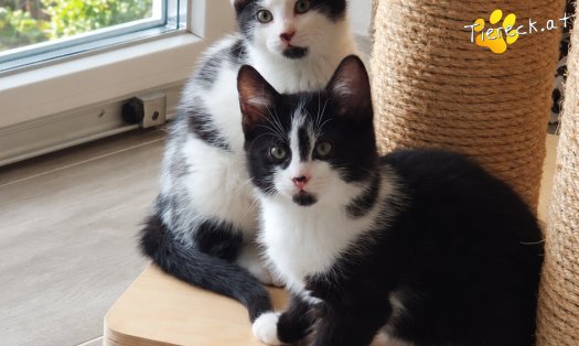 Katze Elvis (Foto by Tiereck.at - Lavanttaler Tierhilfe)