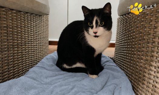 Katze Steve (Foto by Tiereck.at - Lavanttaler Tierhilfe)