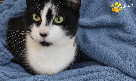 Katze Steve (Foto by Tiereck.at - Lavanttaler Tierhilfe)