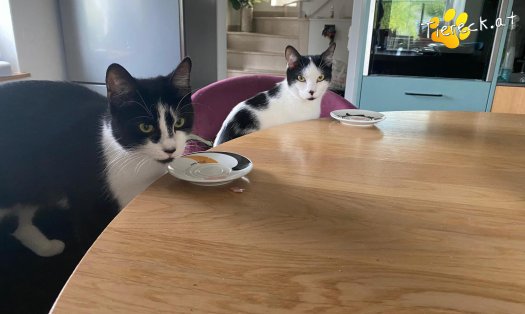 Katze Steve (Foto by Tiereck.at - Lavanttaler Tierhilfe)