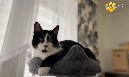 Katze Steve (Foto by Tiereck.at - Lavanttaler Tierhilfe)
