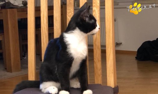 Katze Steve (Foto by Tiereck.at - Lavanttaler Tierhilfe)