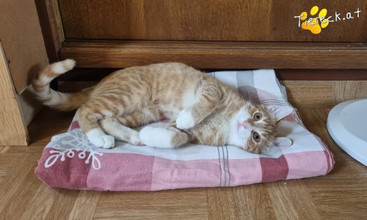 Katze Eddy (Foto by Tiereck.at - Lavanttaler Tierhilfe)