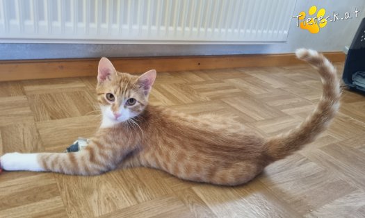Katze Eddy (Foto by Tiereck.at - Lavanttaler Tierhilfe)