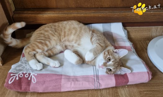 Katze Eddy (Foto by Tiereck.at - Lavanttaler Tierhilfe)
