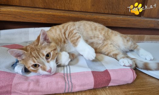 Katze Eddy (Foto by Tiereck.at - Lavanttaler Tierhilfe)