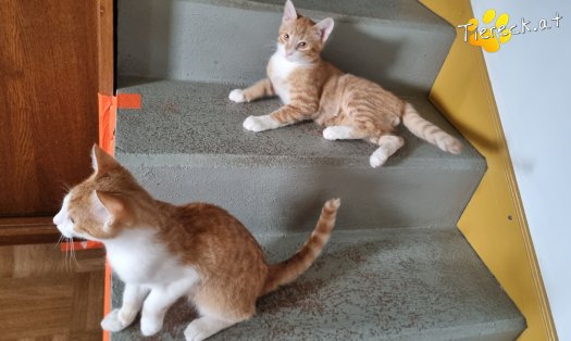 Katze Eddy (Foto by Tiereck.at - Lavanttaler Tierhilfe)