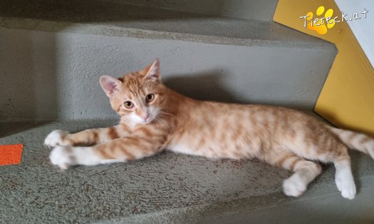 Katze Eddy (Foto by Tiereck.at - Lavanttaler Tierhilfe)