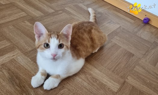 Katze Fridolin (Foto by Tiereck.at - Lavanttaler Tierhilfe)