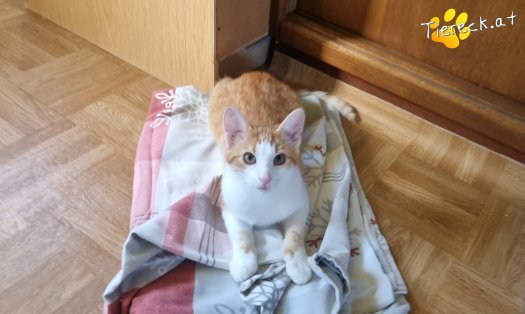 Katze Fridolin (Foto by Tiereck.at - Lavanttaler Tierhilfe)