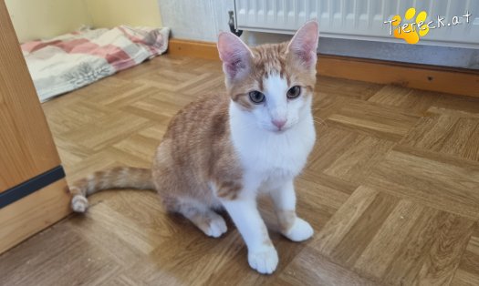 Katze Fridolin (Foto by Tiereck.at - Lavanttaler Tierhilfe)