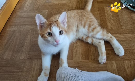 Katze Fridolin (Foto by Tiereck.at - Lavanttaler Tierhilfe)
