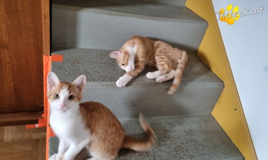 Katze Fridolin (Foto by Tiereck.at - Lavanttaler Tierhilfe)