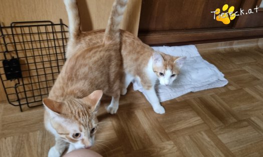 Katze Fridolin (Foto by Tiereck.at - Lavanttaler Tierhilfe)