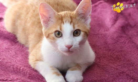 Katze Fridolin (Foto by Tiereck.at - Lavanttaler Tierhilfe)