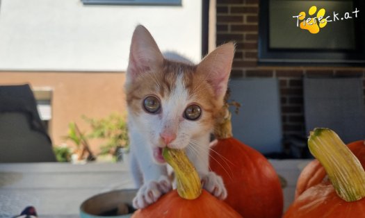 Katze Goose (Foto by Tiereck.at - Lavanttaler Tierhilfe)