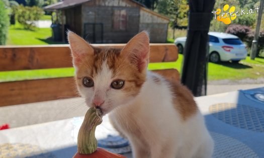 Katze Goose (Foto by Tiereck.at - Lavanttaler Tierhilfe)