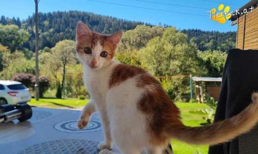 Katze Goose (Foto by Tiereck.at - Lavanttaler Tierhilfe)