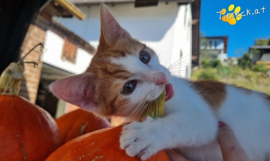 Katze Goose (Foto by Tiereck.at - Lavanttaler Tierhilfe)