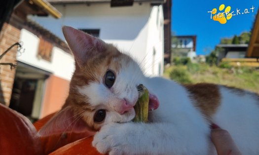 Katze Goose (Foto by Tiereck.at - Lavanttaler Tierhilfe)