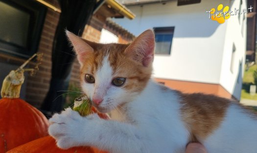 Katze Goose (Foto by Tiereck.at - Lavanttaler Tierhilfe)