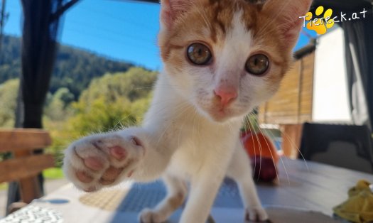 Katze Goose (Foto by Tiereck.at - Lavanttaler Tierhilfe)