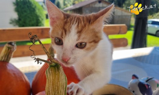 Katze Goose (Foto by Tiereck.at - Lavanttaler Tierhilfe)