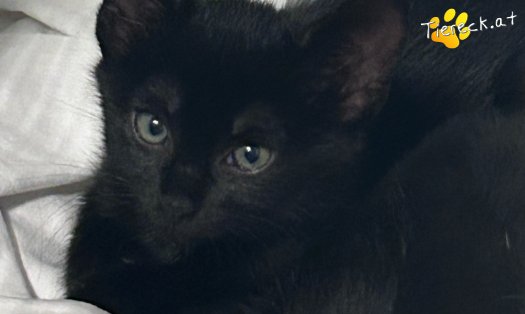 Katze Fina (Foto by Tiereck.at - Lavanttaler Tierhilfe)