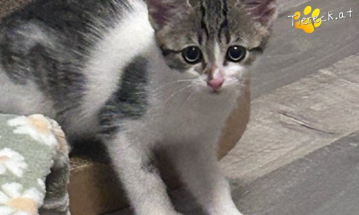 Katze Fanny (Foto by Tiereck.at - Lavanttaler Tierhilfe)