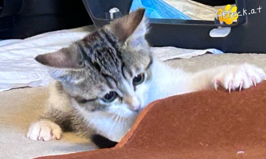 Katze Fanny (Foto by Tiereck.at - Lavanttaler Tierhilfe)