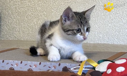 Katze Fanny (Foto by Tiereck.at - Lavanttaler Tierhilfe)
