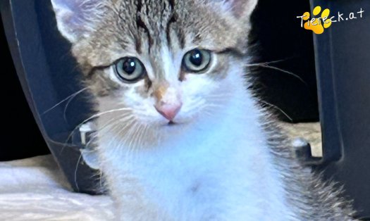 Katze Fanny (Foto by Tiereck.at - Lavanttaler Tierhilfe)
