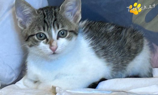 Katze Fanny (Foto by Tiereck.at - Lavanttaler Tierhilfe)