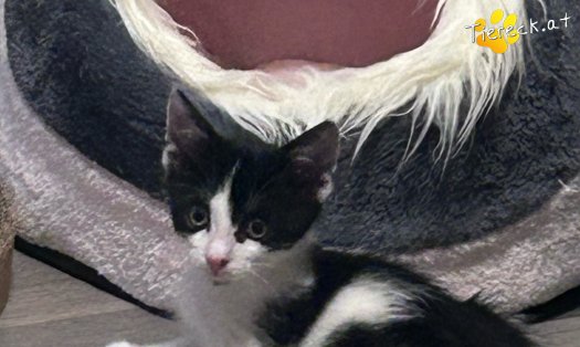 Katze Charlie (Foto by Tiereck.at - Lavanttaler Tierhilfe)