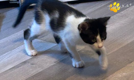 Katze Charlie (Foto by Tiereck.at - Lavanttaler Tierhilfe)
