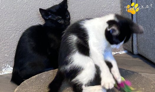 Katze Charlie (Foto by Tiereck.at - Lavanttaler Tierhilfe)