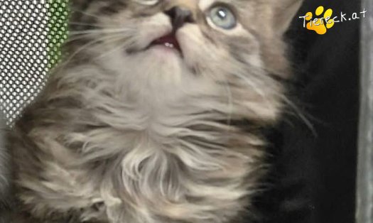 Katze Franzi (Foto by Tiereck.at - Lavanttaler Tierhilfe)