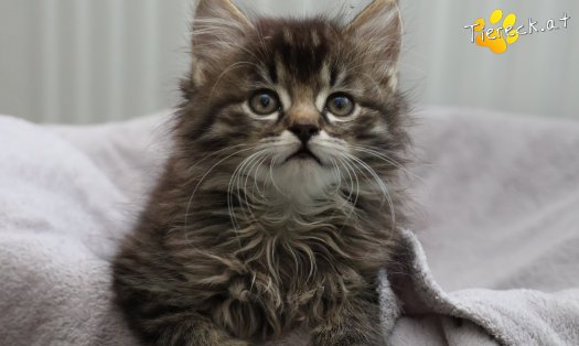 Katze Franzi (Foto by Tiereck.at - Lavanttaler Tierhilfe)