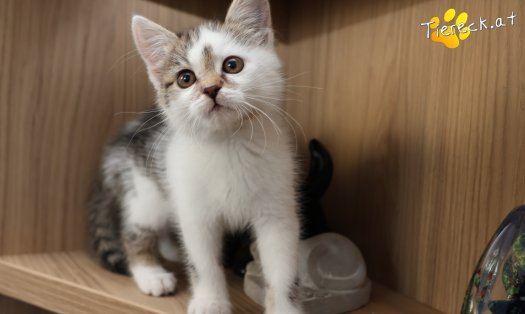 Katze M&auml;dy (Foto by Tiereck.at - Lavanttaler Tierhilfe)