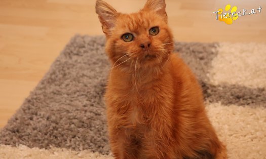 Katze Rusty