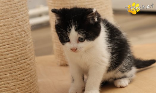 Katze Tux (Foto by Tiereck.at - Lavanttaler Tierhilfe)
