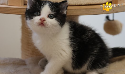 Katze Tux (Foto by Tiereck.at - Lavanttaler Tierhilfe)