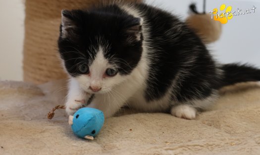 Katze Tux (Foto by Tiereck.at - Lavanttaler Tierhilfe)