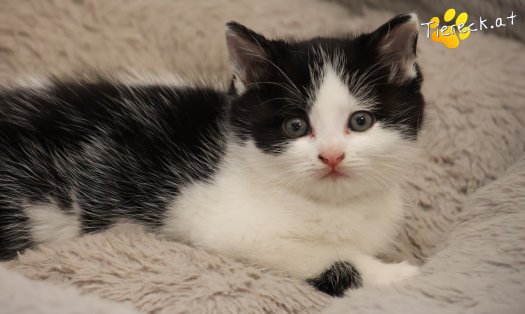Katze Tux (Foto by Tiereck.at - Lavanttaler Tierhilfe)